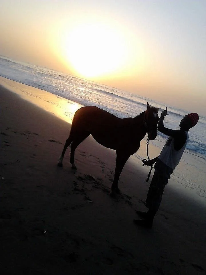 Kotu Horses