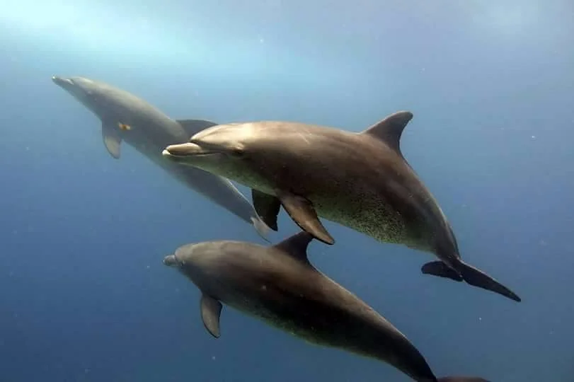 Scuba Planet Dive Club