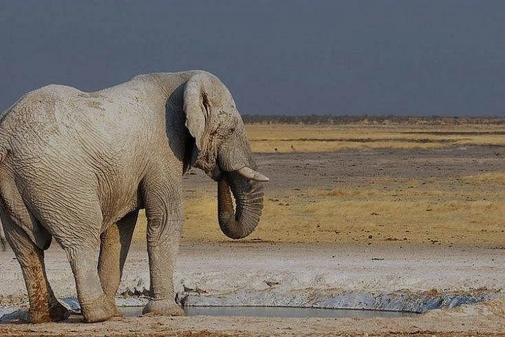 Safari World Tours