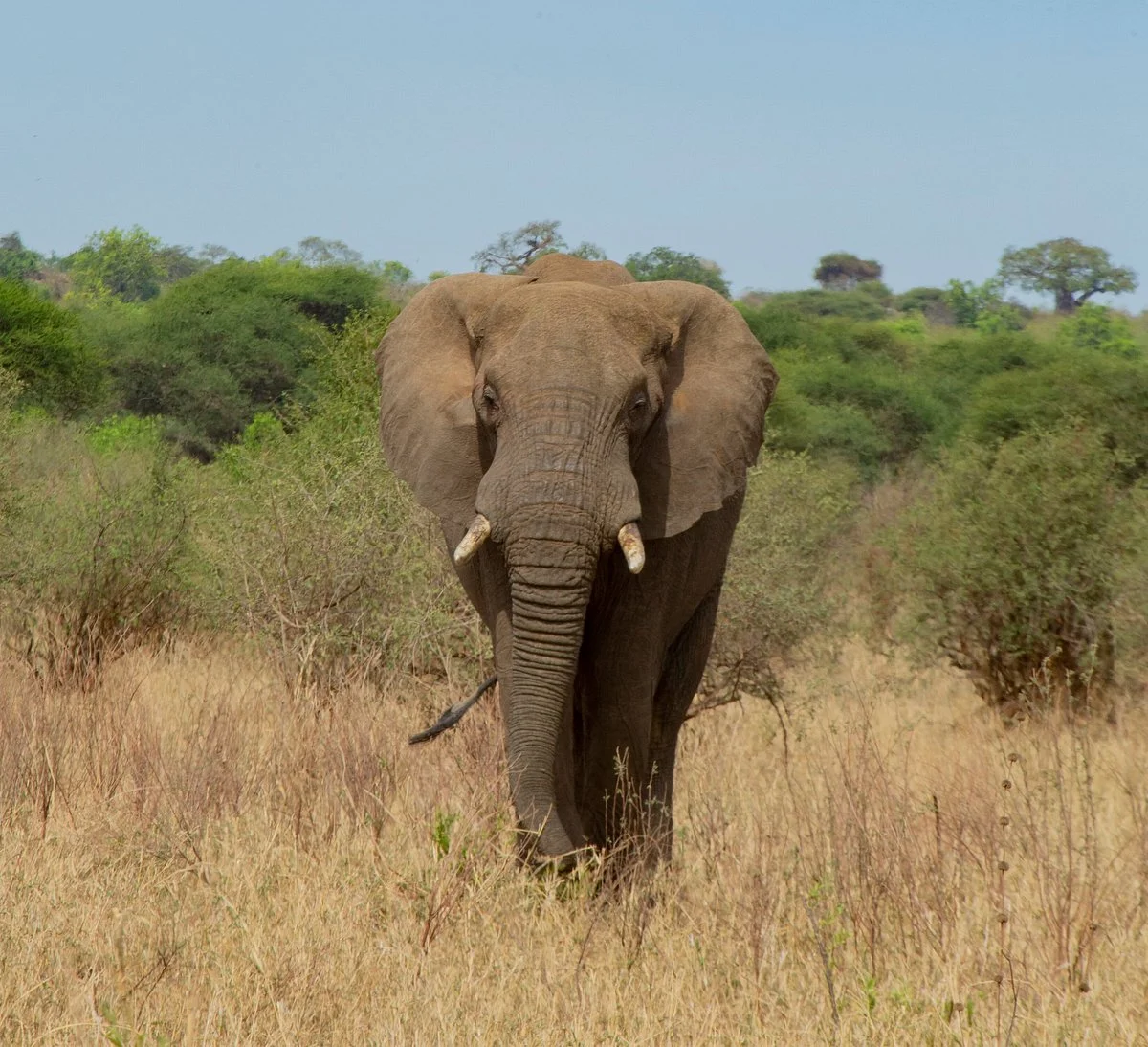 Chanua Africa Safari