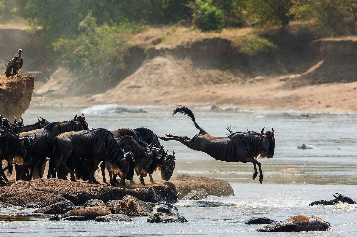 Lelaa tours and safaris