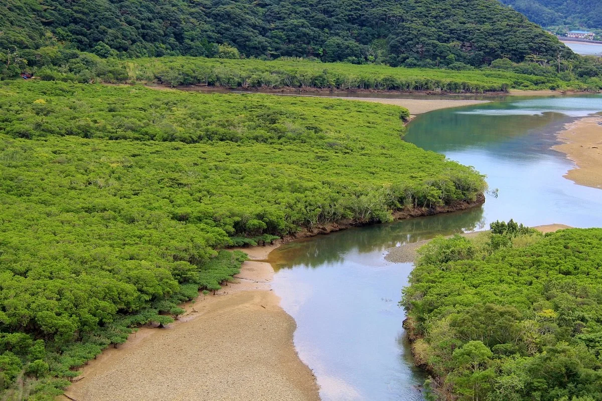 Mangrove Primeval Forest