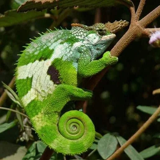 usambara chameleon safaris.