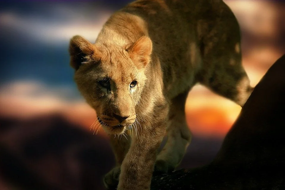 Africa Travel