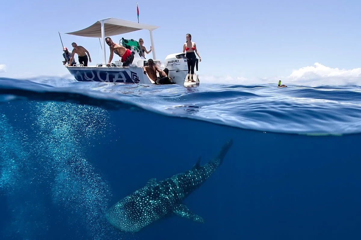 Acqua Diving