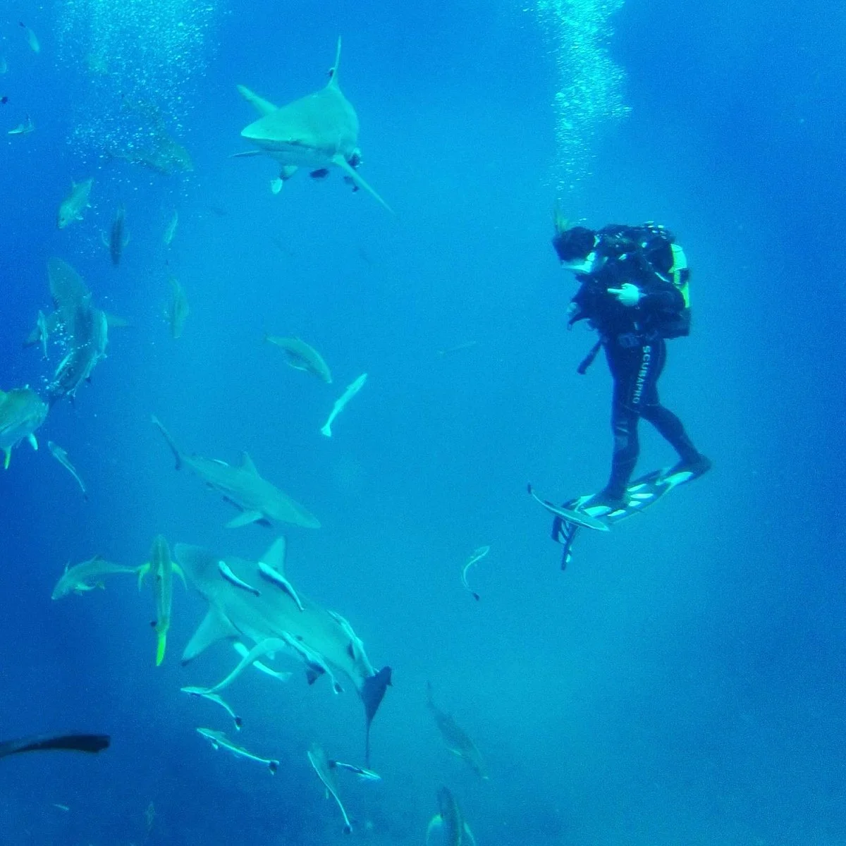 Aliwal Shoal Adventures