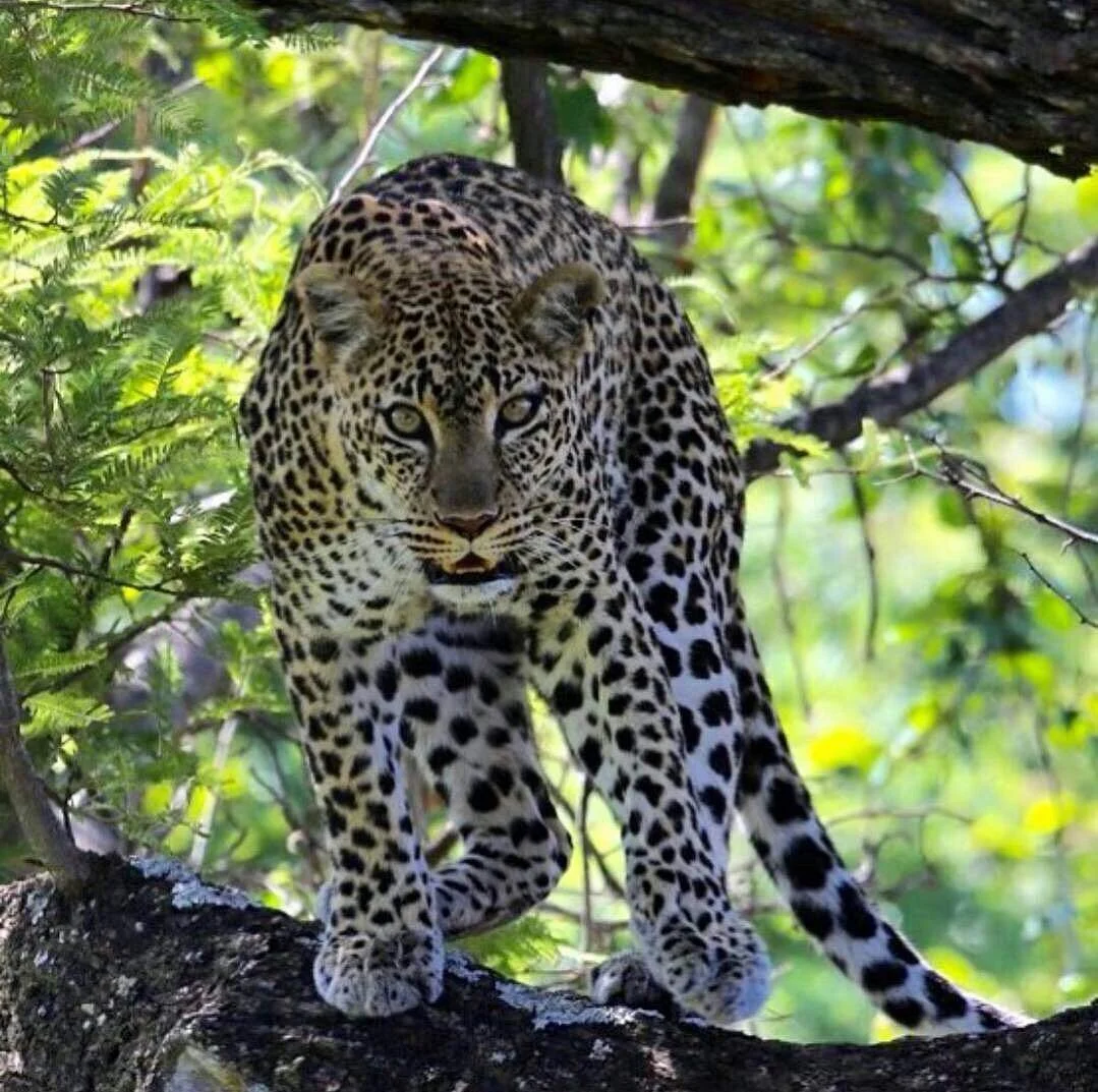 Hisia Safaris