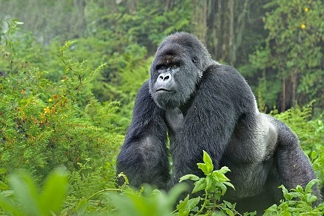 Gorilla Cousins Rwanda