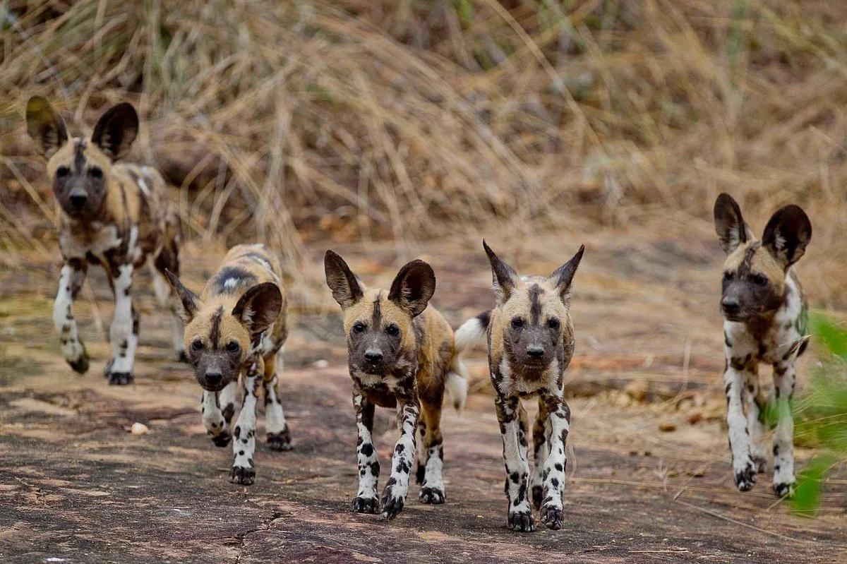 Famous Tours and Safaris