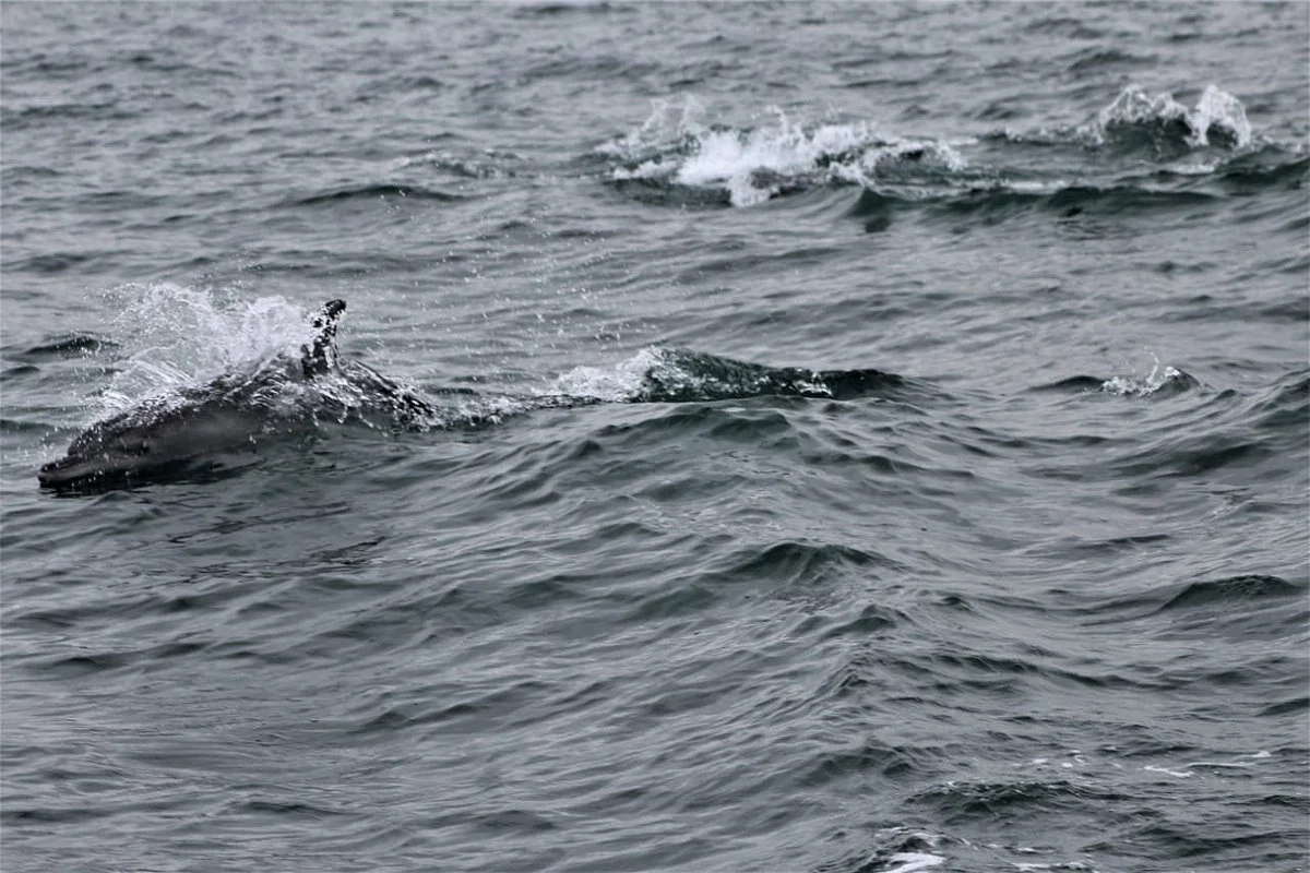 Umhlanga Ocean Charters