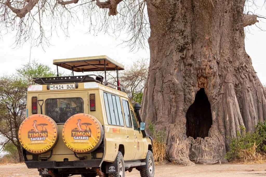 Timon Safaris