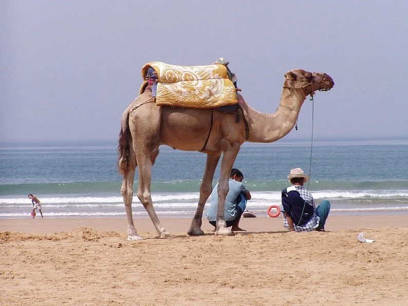 Morroco Nomade Dream