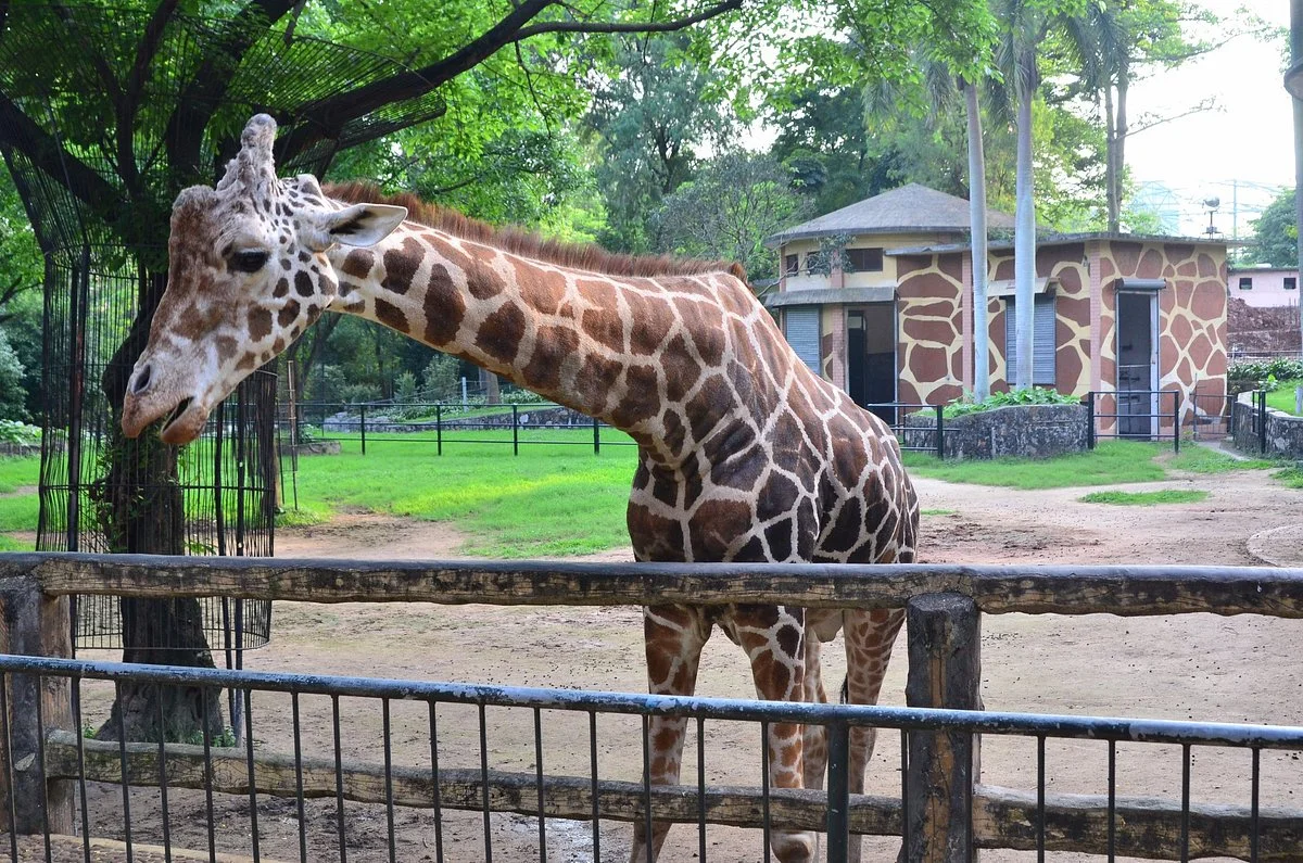 Guangzhou Zoo