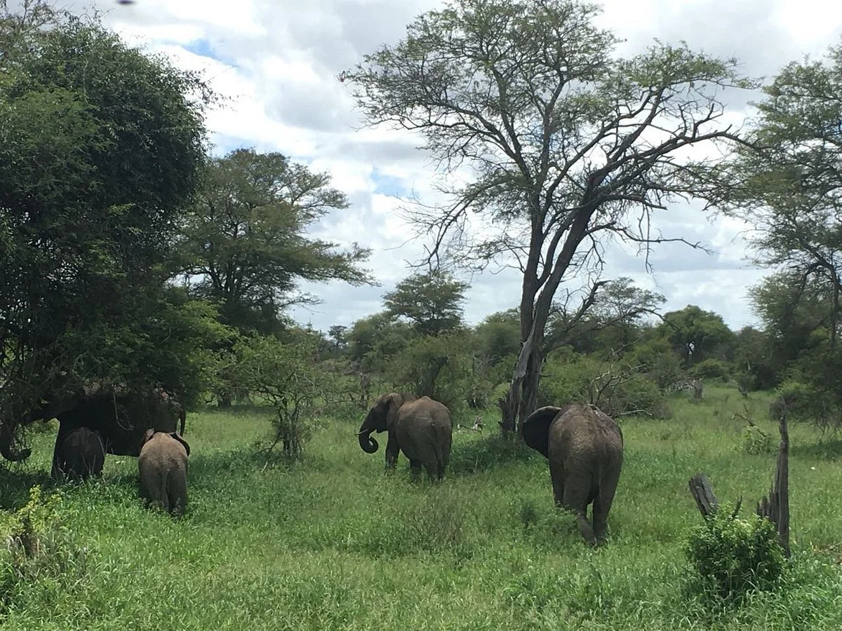 Thula Seats