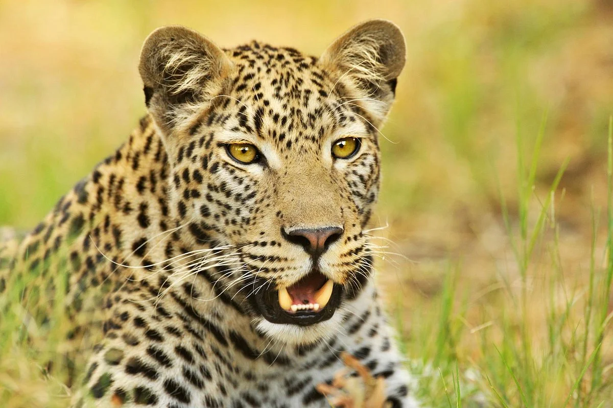 Ulinda Safari Trails