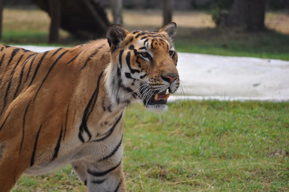Mahendra Chaudhary Zoological Park