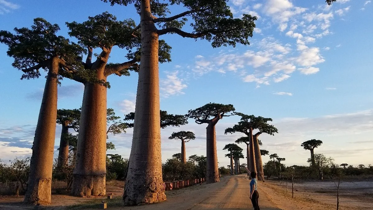 Mada Safari Tour