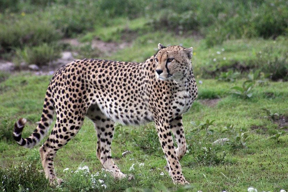 Africa Top Guide Expeditions, Ltd