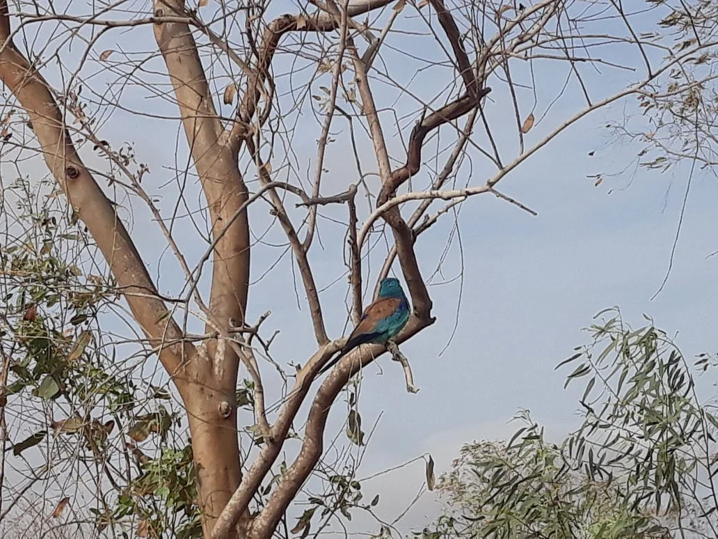 Senegal Authentique