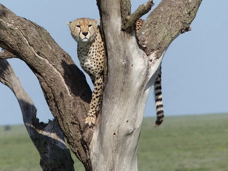 Wild Giant Safaris