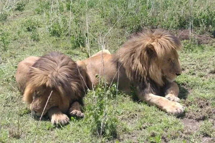 Ngowi Safaris