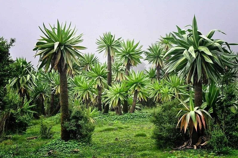 Simien Tour and Travel