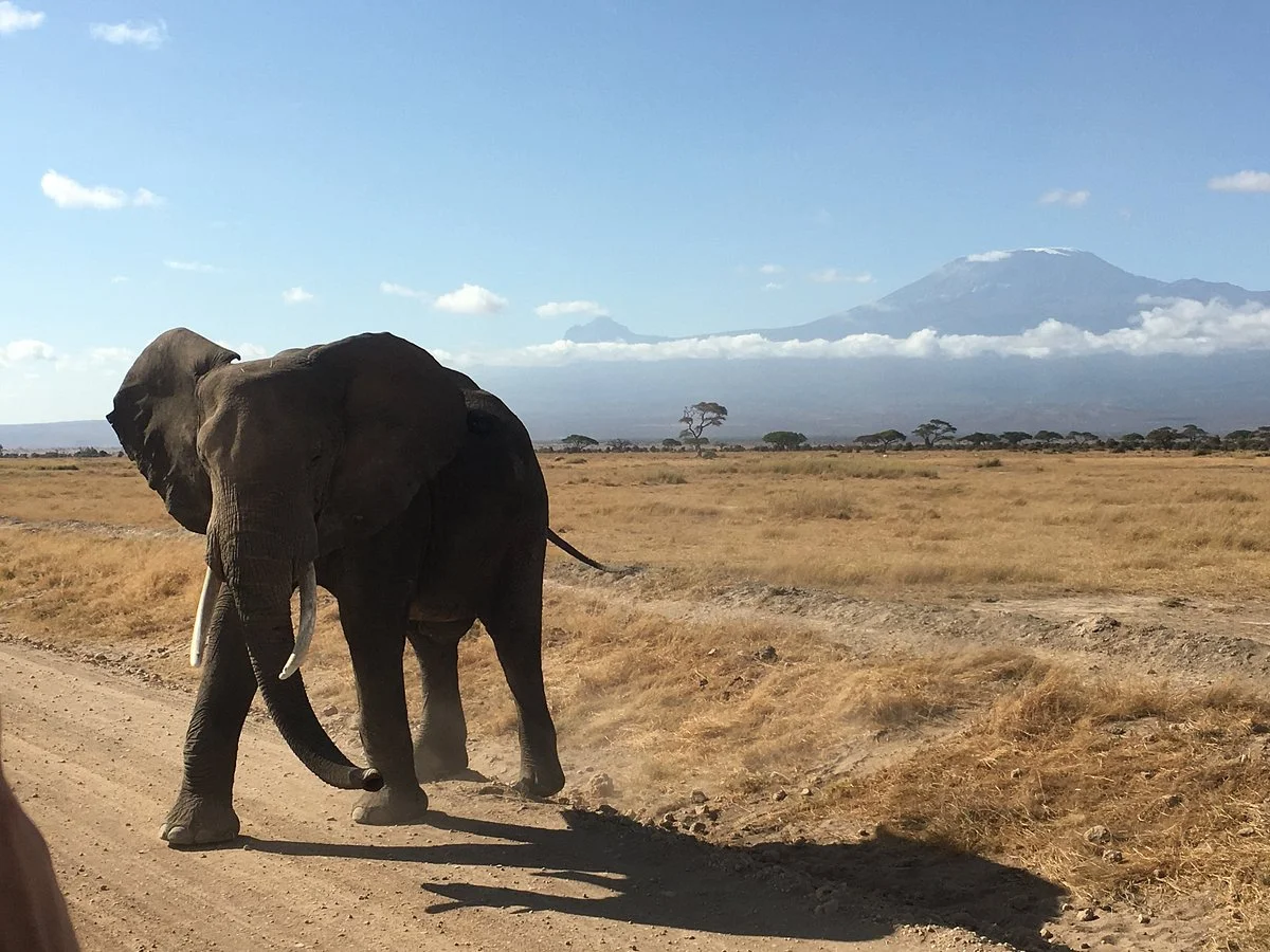 Economic Adventure Safaris