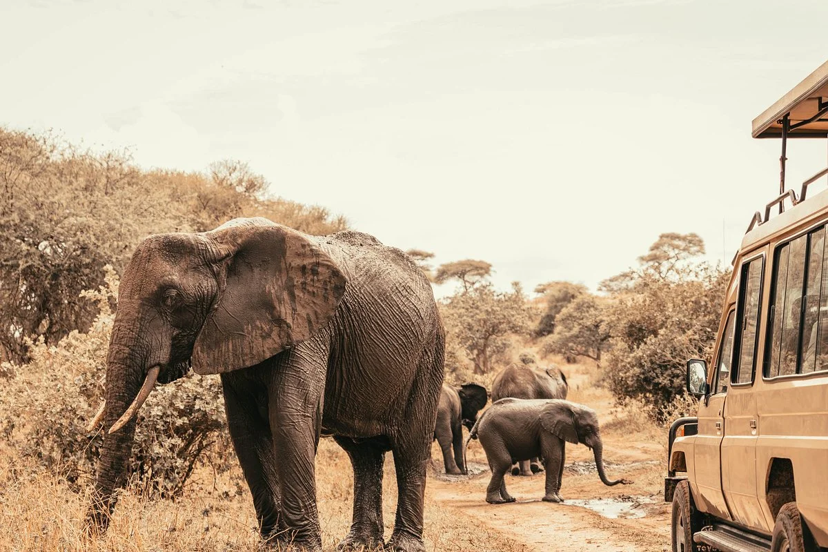 Aloito Safaris