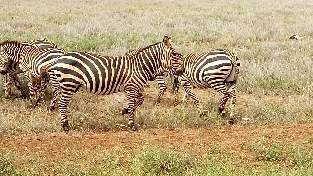 Kosmos Safaris