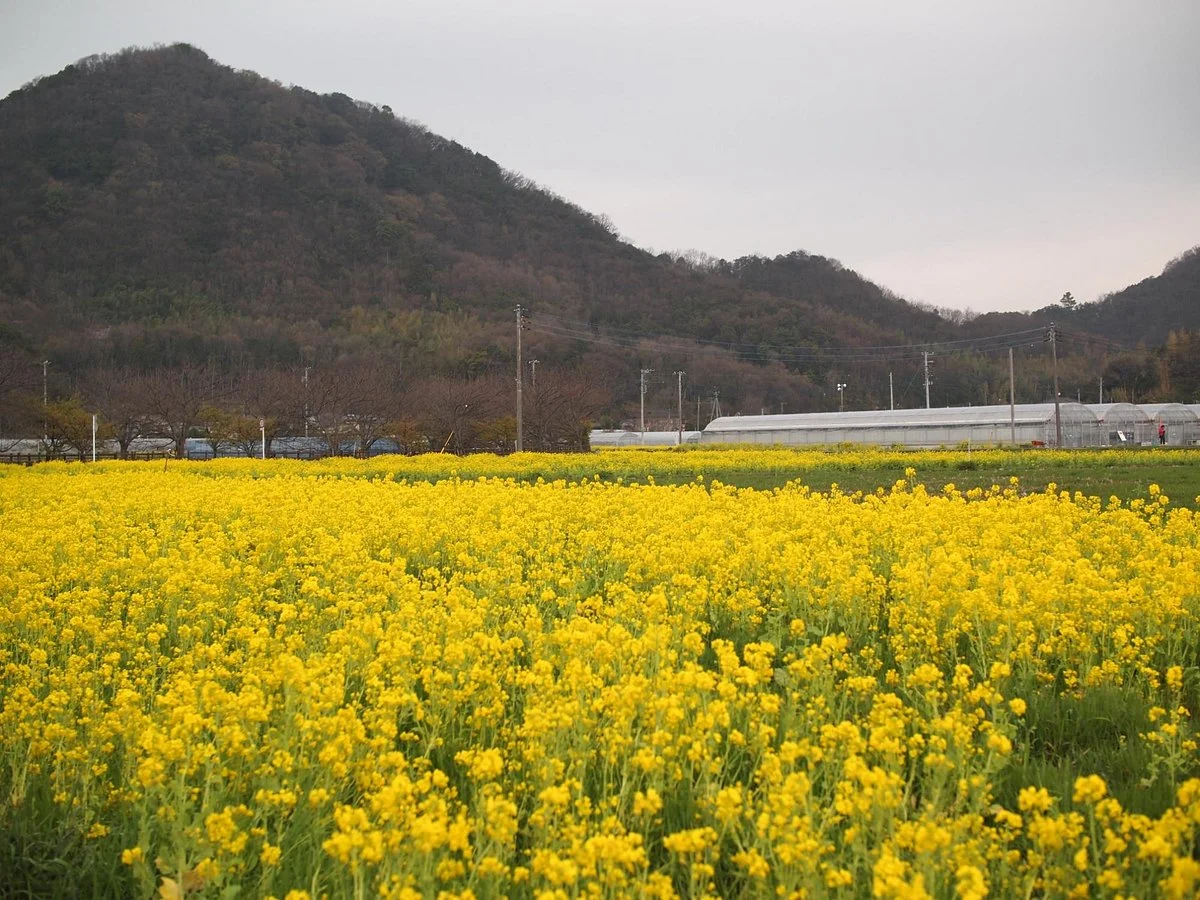 Ema Strawberry Picking Center