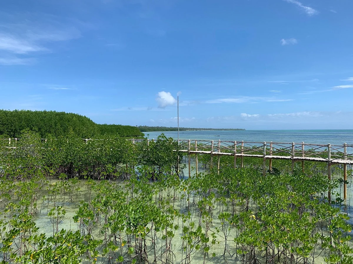 Omagieca Mangrove Garden