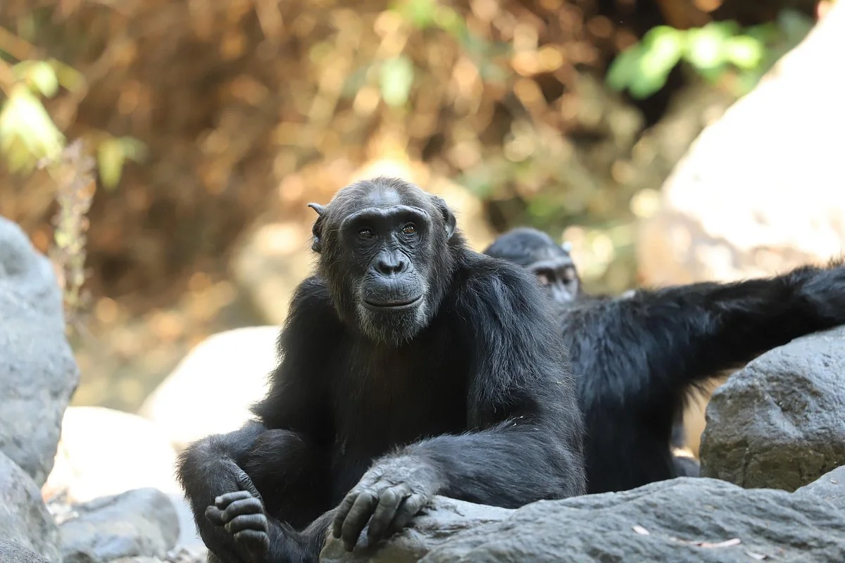 We Cab Tours and Safaris (Kigoma Branch)