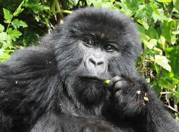 Gorilla Expeditions -  Day Tours