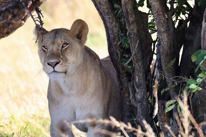 African Retreat Tours and Travel