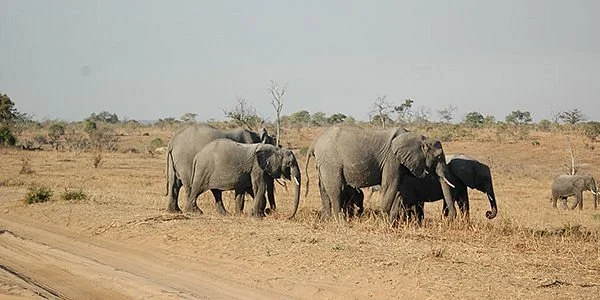 Last Eden Safaris