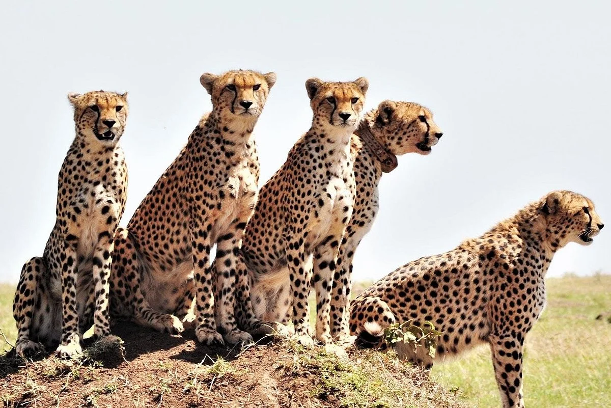 Affable East Africa Tours & Safaris