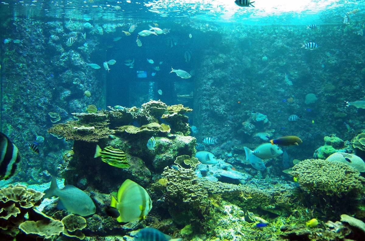 Kushimoto Marine Park Aquarium
