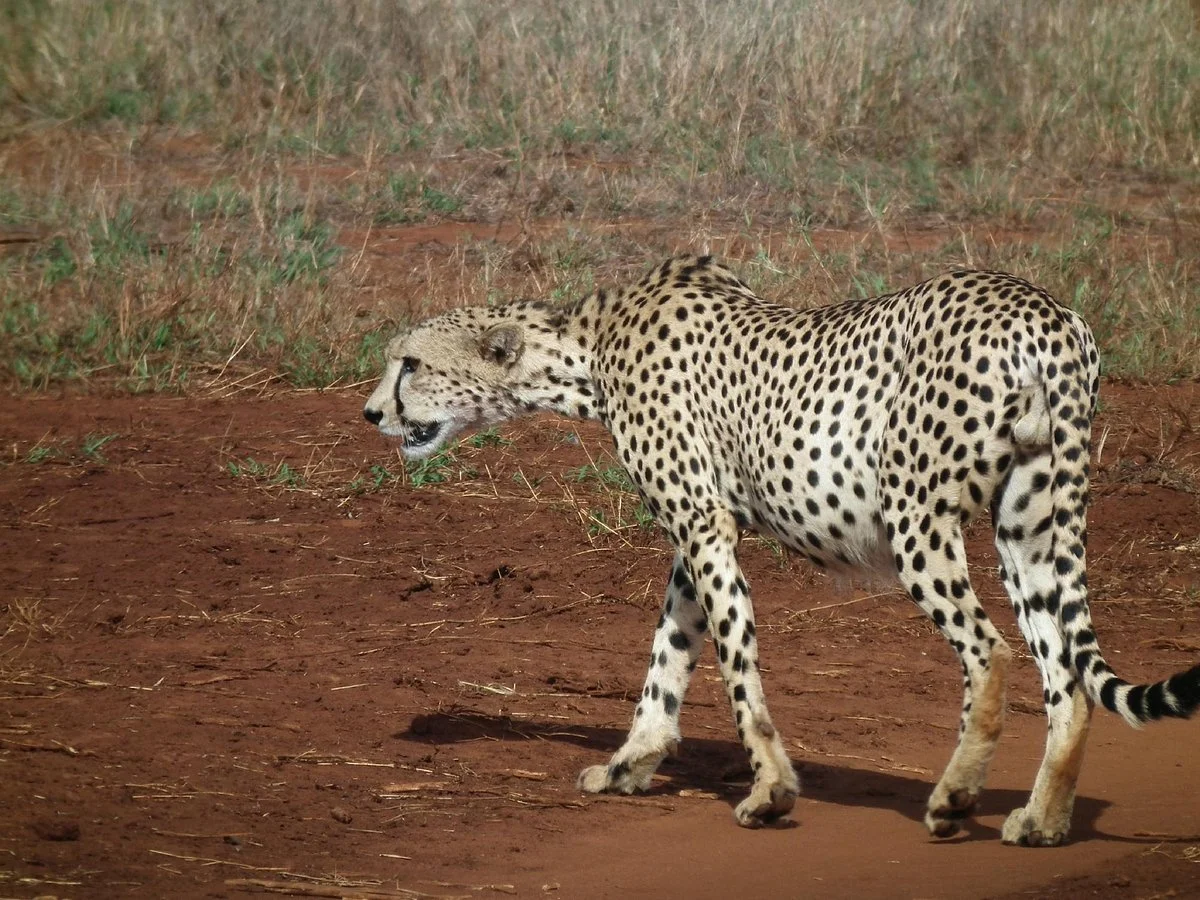 Ekea Safaris