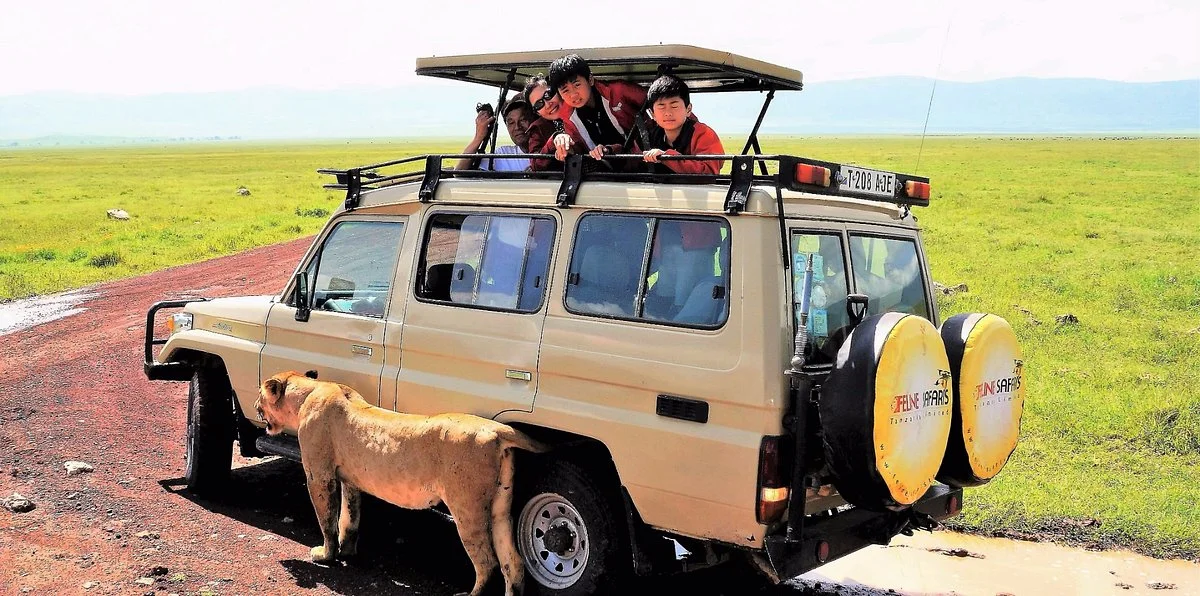 Feline Safaris
