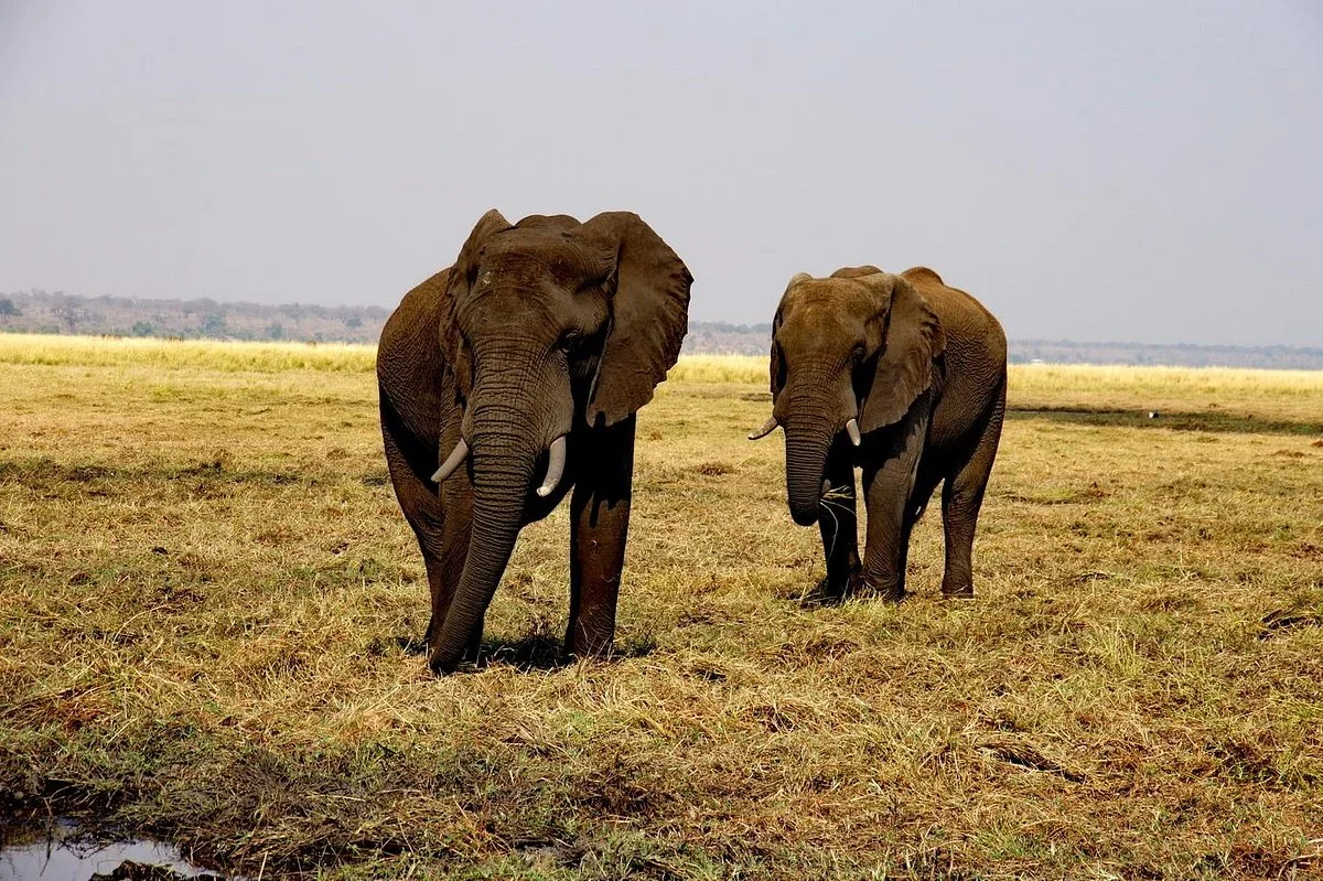 Khanondo Safaris and Tours