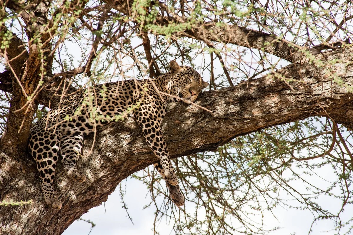 Active Kilitop & Safaris