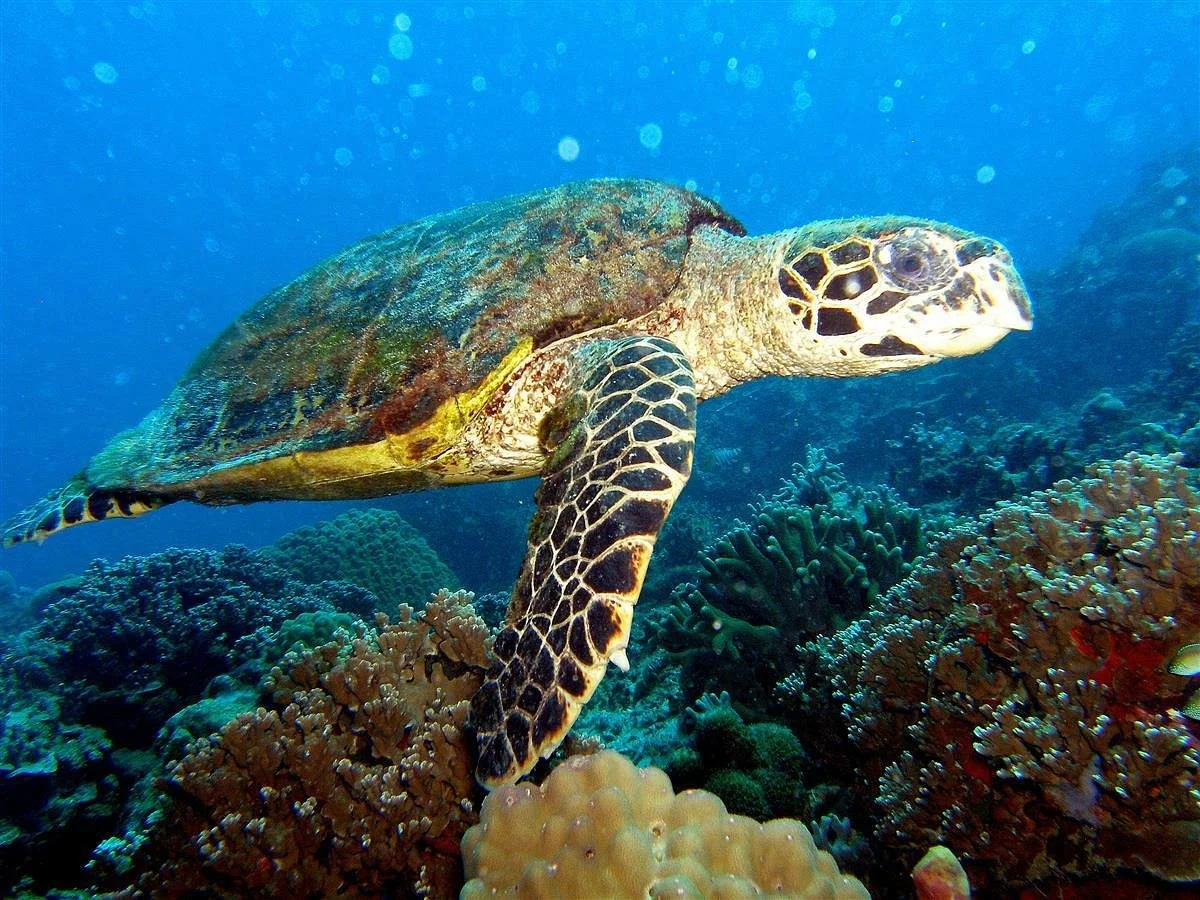 Croisiere Catamaran Nosy Be