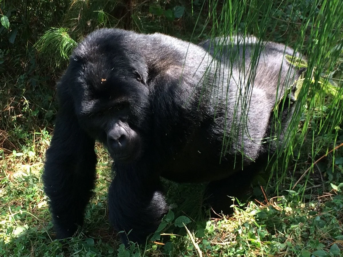 Virunga Expedition Tours - Day Tours