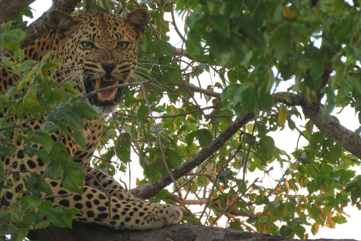 Live Life African Safari Getaways
