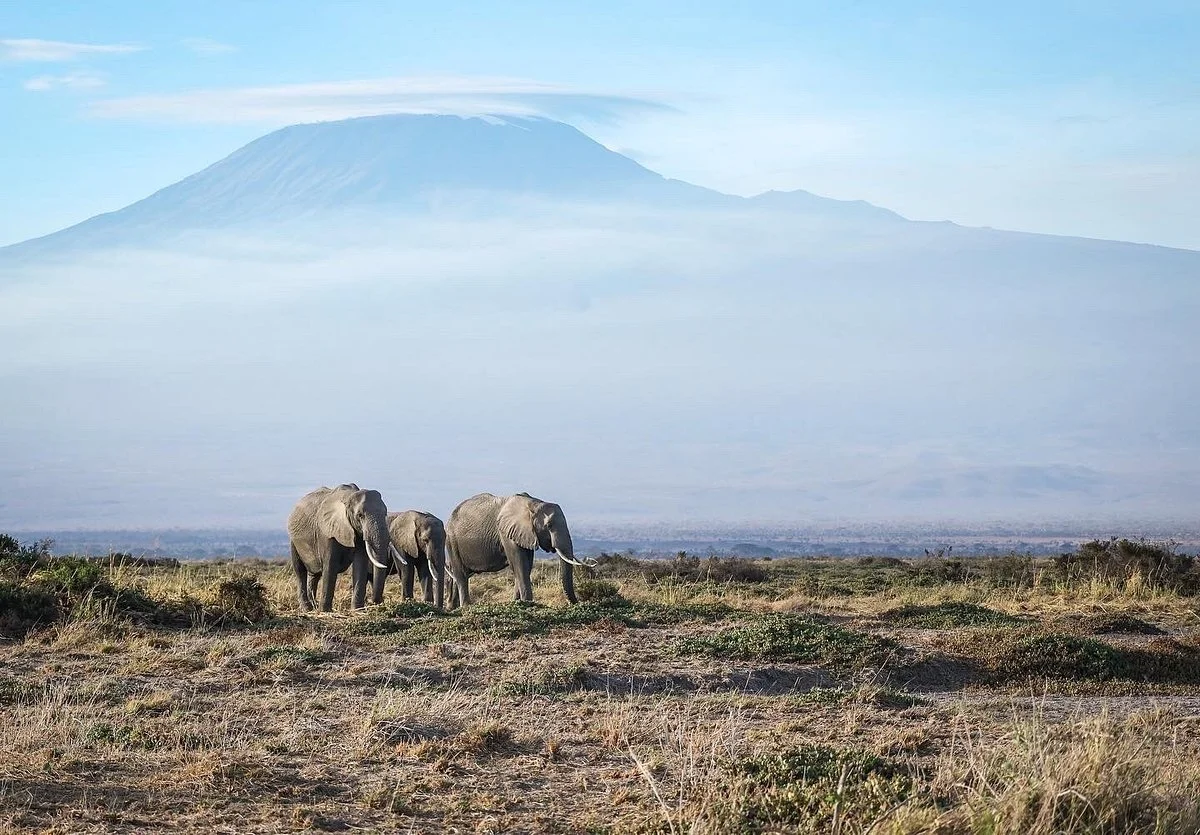 Thomas Tours And Safaris Di Thomas Mboya