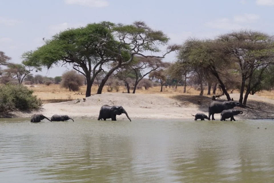 Bagamoyo Big 5 Safaris