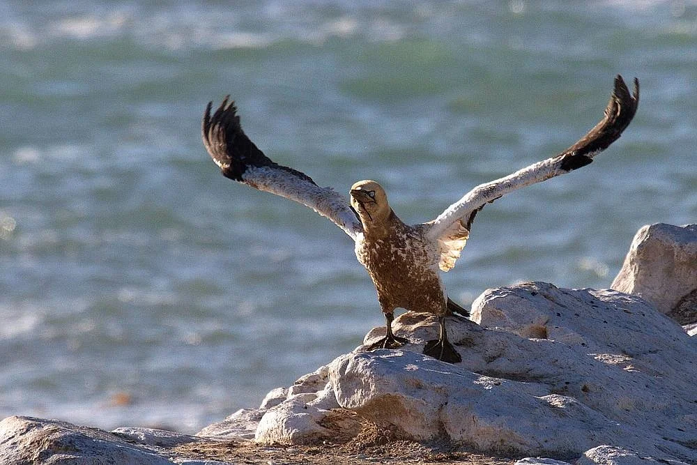 Avian Leisure