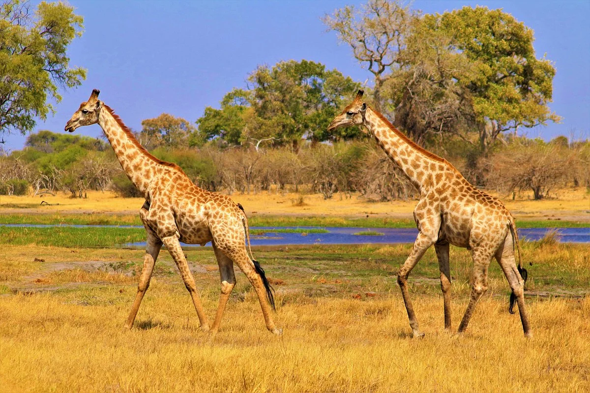 Karington Tours And Travel