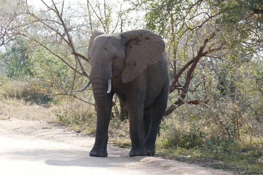 Langa Langa Safaris