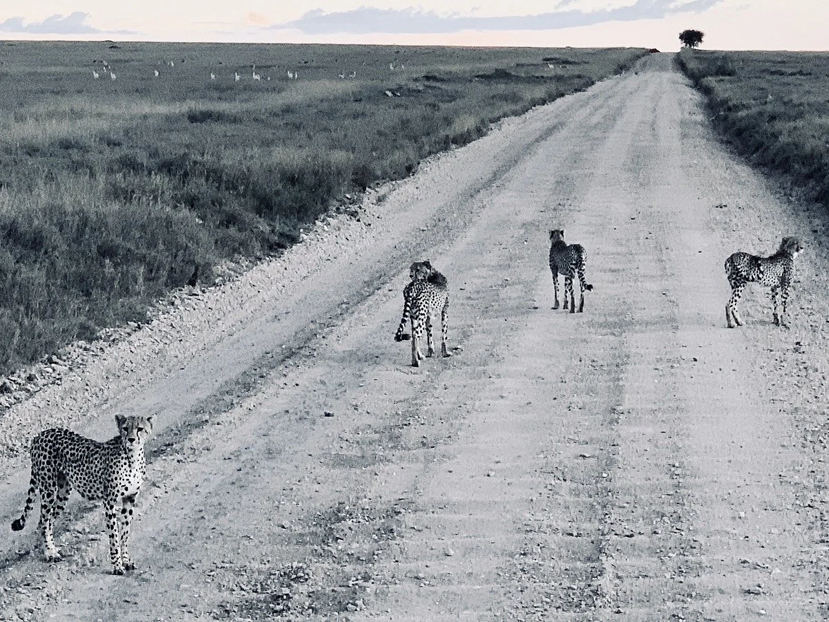 Jafrankly Safaris